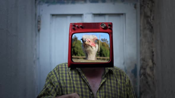 Man with Old TV instead of Head, showing an Ostrich on Screen.