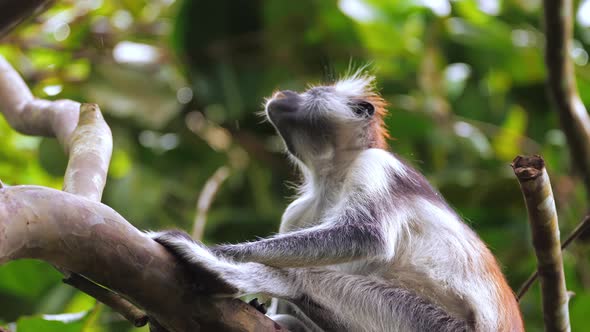 Red Colobus Monkey Sitting on Tree and Resting Visible Dark Face