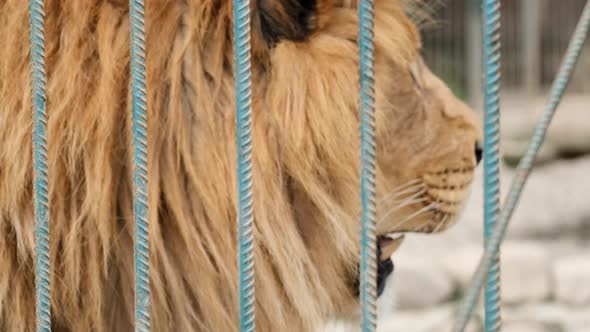 Close Up of a Lion Face Lying in a Cage