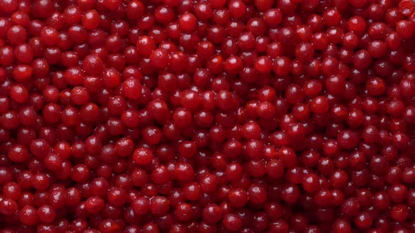 Harvest the red viburnum or guelder rose, texture red berries on background