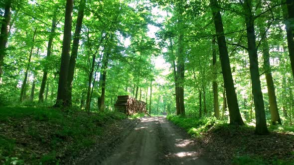 Walking in green forest in sunny day in summer, Europe