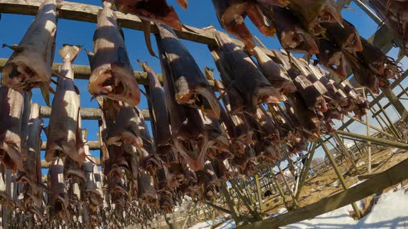 Tilt up orbital view of stockfish drying on traditional wooden racks outside with a clear blue sky a