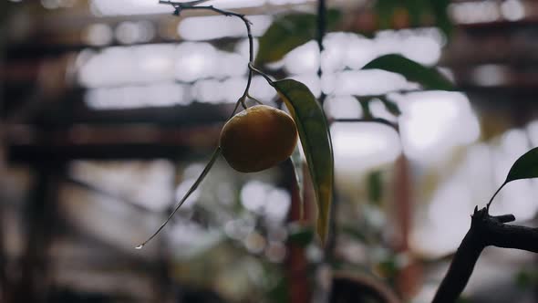 Close Up Video with an Orange on the Tree