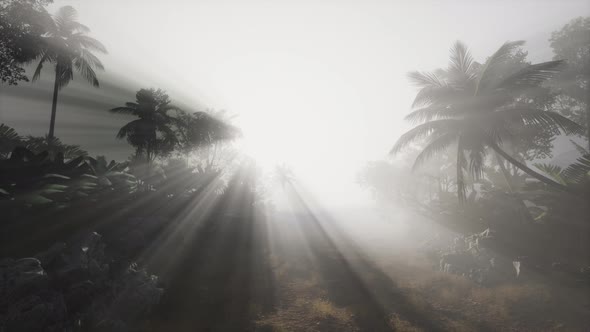 Sunset Beams Through Palm Trees