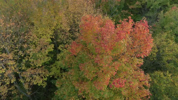 Slow aerial turning shot around a pretty tree in fall colors within other green ones