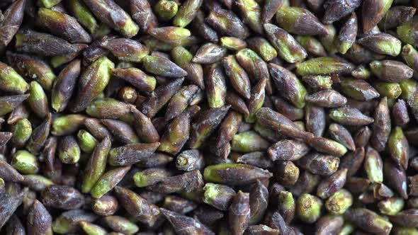 Dried birch buds background, close up, top view, rotate