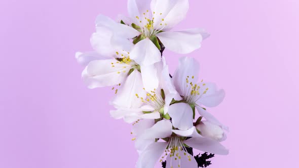 Almond Flower Blossom Timelapse