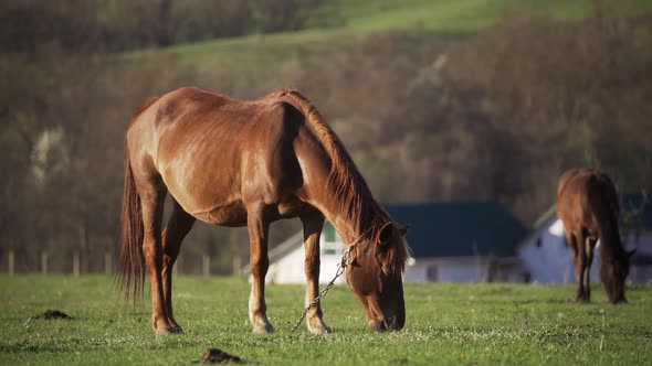 A Horse is Grazing a Red Horse is Grazing A Beautiful Horse is Eating Grass the Horse is Eating