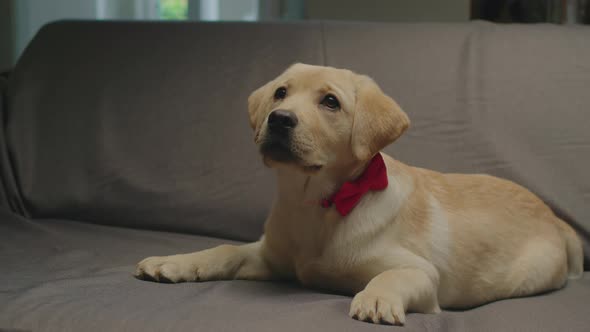 Cute Labrador Retriever Puppy with Red Bow on Neck Laying on Grey Couch