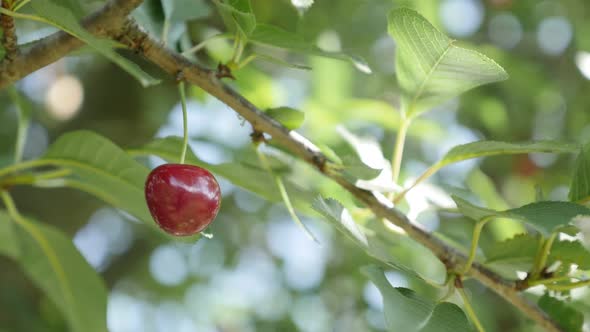 Tasty and fresh Prunus cerasus fruit on the tree branch close-up 4K 2160p 30fps UltraHD video - Orga