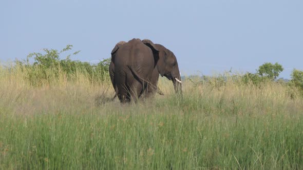 Two Elephants walking on the savanna 
