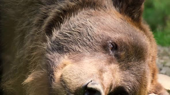 Grizzly Bear Resting in the Forests of Alaska