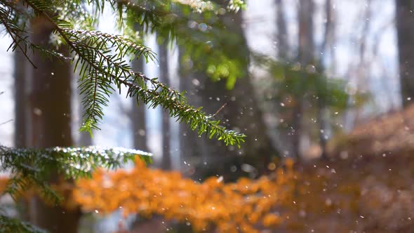 Falling snow flakes in the forest. Slow motion. Macro snow particles in the sun light in autumn 