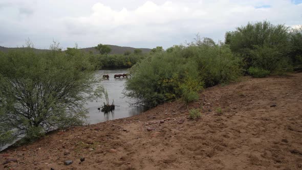 Three horses are wading through  river on a stormy day in the American Southwest