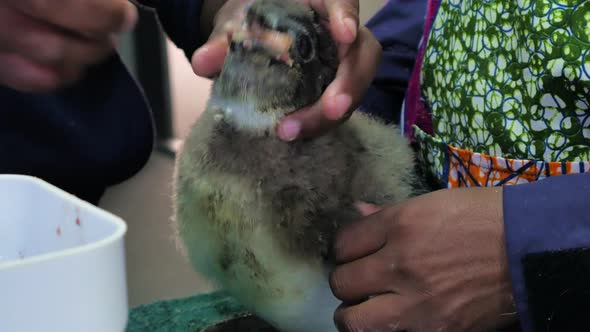 Feeding anchovies to rescued African penguin chick at rehab centre, close-up side view, South Africa