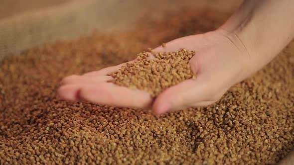 Buckwheat Seeds Dropping in Female Hand, High Quality Organic Farming Product