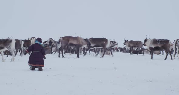 A Child of the Northern People Plays with Deer