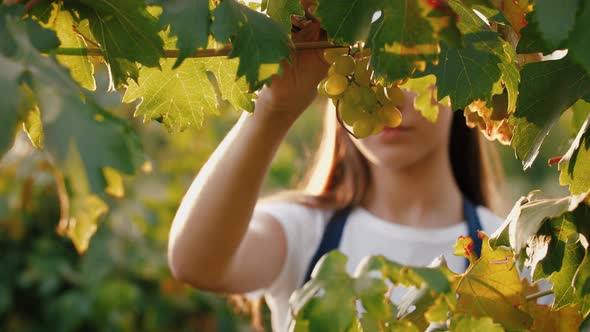 Young Woman in Apron Picking Grape Bunches and Putting Them Into a Box Harvesting Concept Close Up