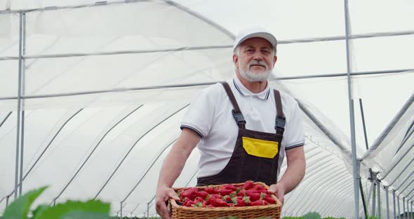 Aged Gardener Holding Basket with Ripe Strawberries