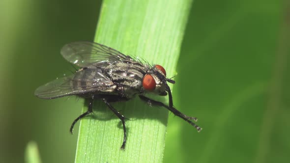 Housefly Cleans Its Head