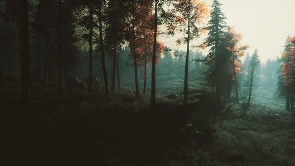 Moon Light Over the Spruce Trees of Magic Mystery Night Forest alt