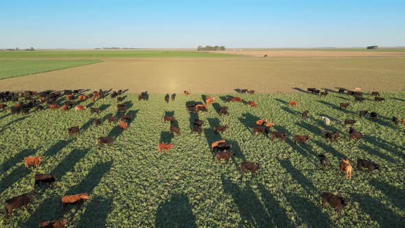 Drone hovering above pristine prairie field full of cattle grazing on fresh green grass in the after