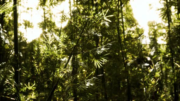 Green Bamboo Forest in Hawaii