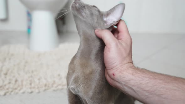 a Man's Hand Strokes an Oriental Cat