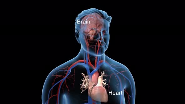 Animated transparent man blood circulation system