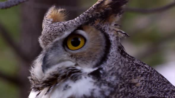 Tight shot of great horned owls head swiveling and hooting