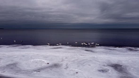 Side flight along the snow-covered coast with a flock of white swans