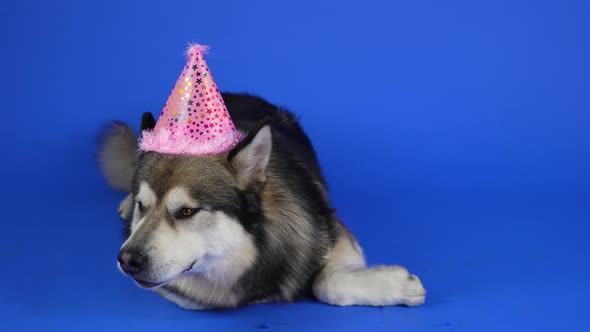 Alaskan Malamute Lies in a Pink Party Hat in the Studio on a Blue Background