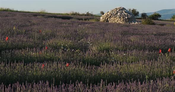 Field of lavenders,Ferrassieres, Provence, France