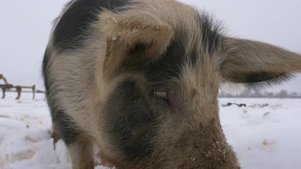 Close up details shot of Wool Pig foraging frosty snow outdoors on farm field - Looking for food dur