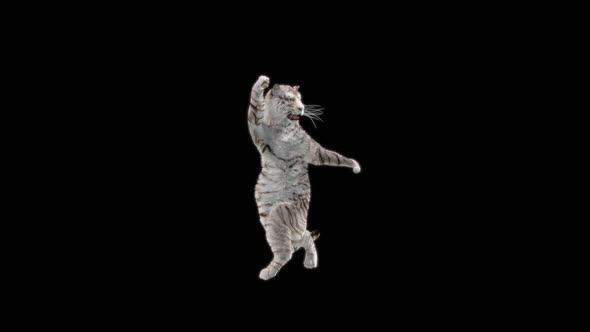 72 White Tiger Standing Magic Attack HD