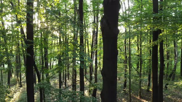 Sunset beams through trees in forest