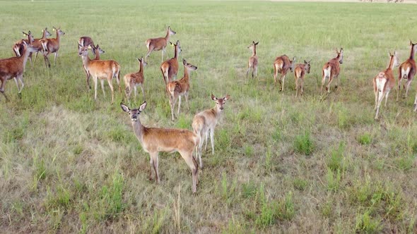 Herd of Roe Deer Running in Wild Nature Through Green Meadow