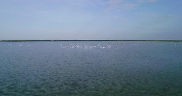 Flying Towards a Flock of Flamingos on a Salt Lake