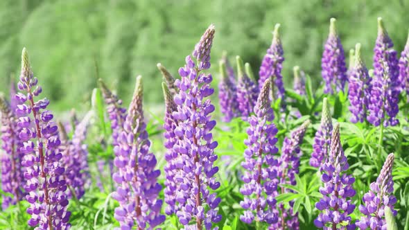 Lupine Field with Pink Purple and Blue Flowers