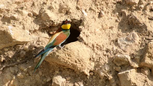 European bee-eater. Merops apiaster sits in his hole