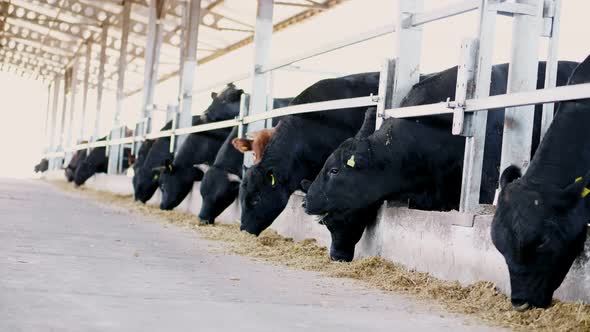 Agriculture Livestock Farm or Ranch