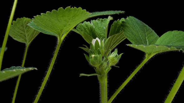 Timelapse of Growing and Blooming Strawberry Isolated on Black Background