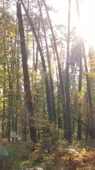 Vertical Video Autumn Forest with Trees By Day