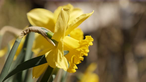 Early spring yellow plant Pseudonarcissus shallow DOF 4K 2160p 30fps UltraHD footage - Narcissus flo