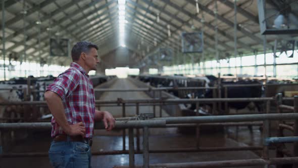 Farm Employee Controlling Dairy Production in Cowshed Looking Livestock Herd