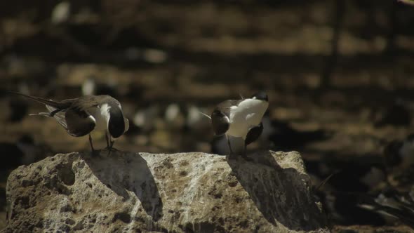 Birds On A Rocks 02 