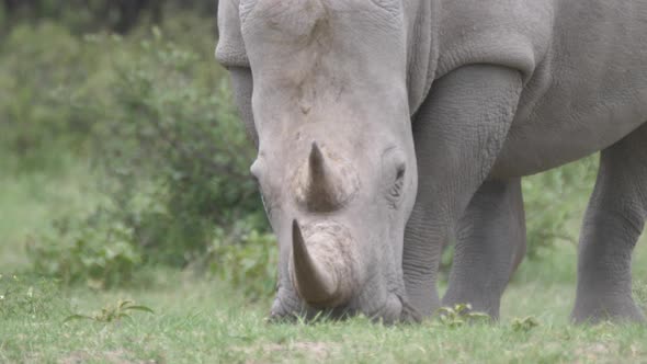 Close up from a rhino grazing