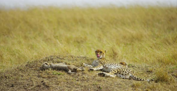 Cheetah and cubs sleeping