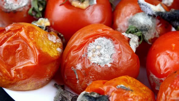 Spoiled Rotten Tomatoes Rot Mold on Vegetables Pile Organic Bio Waste