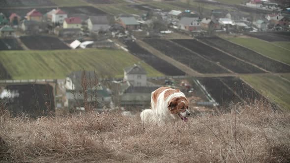 A Big Saint Bernard Dog Walking on a Nature Background